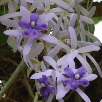 Petrea volubilis L.